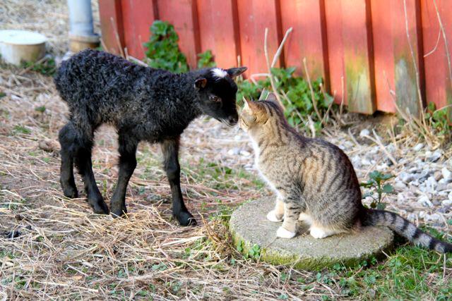 lam og kattekilling - lammeskind og lammekød fra gotlandske pelsfår